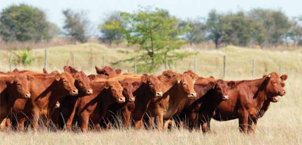 Rinderhaltung in Namibia