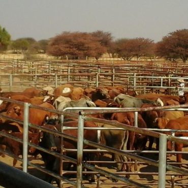 Rinder auf einer Farm in Namibia (Symbolbild); © Charles Tjatindi/NAMPA