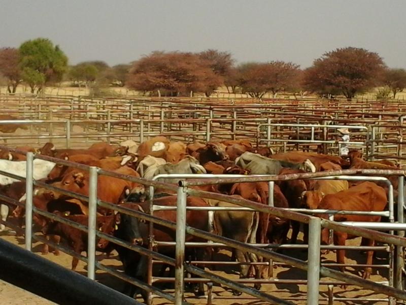 Rinder auf einer Farm in Namibia (Symbolbild); © Charles Tjatindi/NAMPA