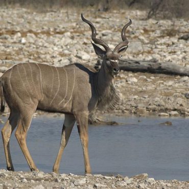 Kudu in Namibia; Quelle: Hans Hillewaert/Wikimedia Commons,CC BY-SA 2.0