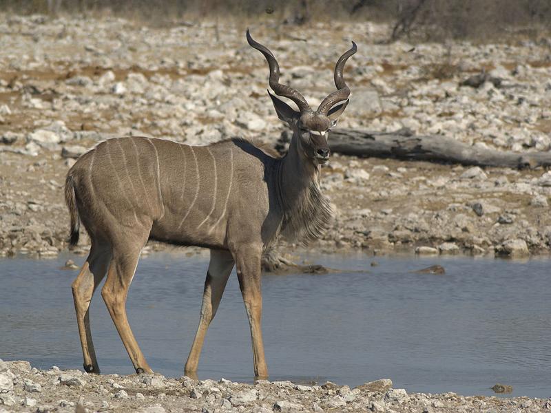 Kudu in Namibia; Quelle: Hans Hillewaert/Wikimedia Commons,CC BY-SA 2.0