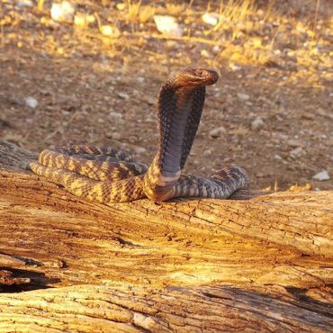 Schlange in Namibia; © Francois Theart/Snakes of Namibia