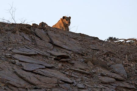 Wüstenlöwe; © Desert Lion Conservation/www.desertlion.info