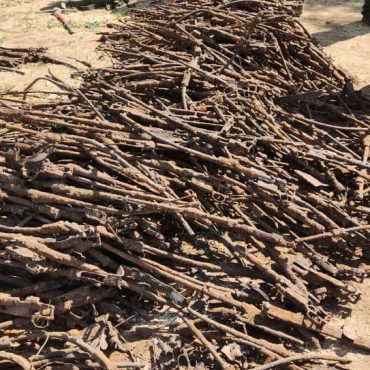 Mehr als 1000 Gewehre wurden bei Grabungen in Tsumeb entdeckt; © Contributed