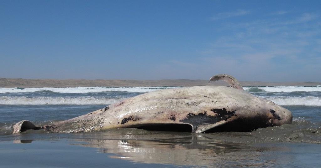Ein gestrandetes Wal-Weibchen in der Grossen Bucht bei Lüderitz; © Marine Lüderitz Research/Facebook