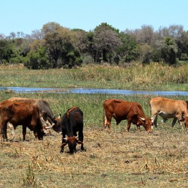 Grasende Rinder in der Sambesi-Region (Archivaufnahme); © heckepicks/iStock