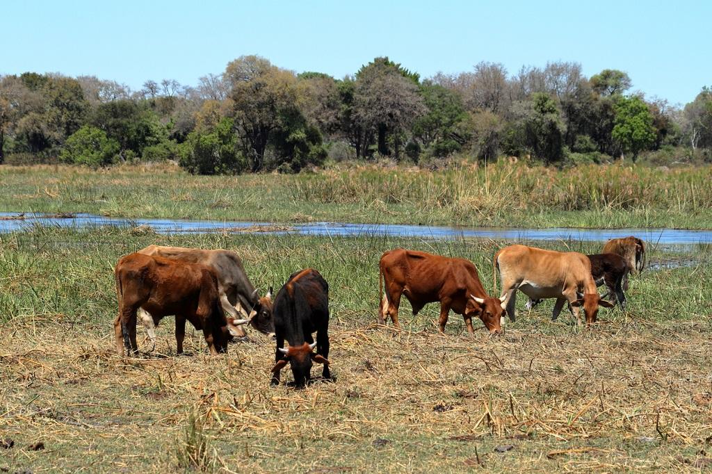 Grasende Rinder in der Sambesi-Region (Archivaufnahme); © heckepicks/iStock