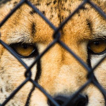 Ein Gepard in einem Käfig (Symbolbild); © iwikoz6/iStock