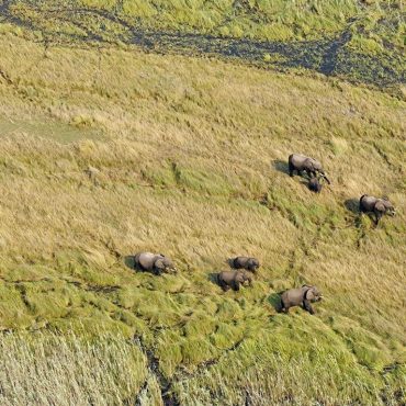 Elefanten bei der Zählung im grenzüberschreitenden KAZA-Park; © Kavango Zambezi Transfrontier Conservation Area (KAZA TFCA)