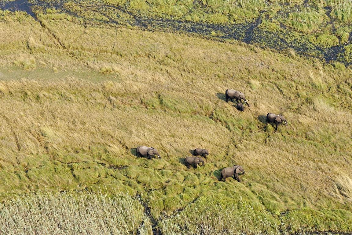 Elefanten bei der Zählung im grenzüberschreitenden KAZA-Park; © Kavango Zambezi Transfrontier Conservation Area (KAZA TFCA)