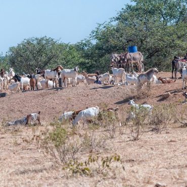 Eine Herde Ziegen in der Kunene-Region; © Grobler du Preez/iStock