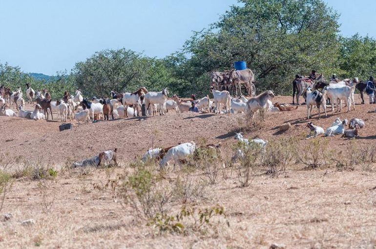 Eine Herde Ziegen in der Kunene-Region; © Grobler du Preez/iStock