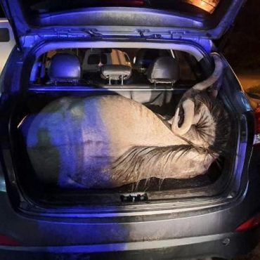 Das gewilderte Gnu wurde am Roadblock bei Daan Viljoen im Kofferraum eines Fahrzeuges entdeckt; © Contributed