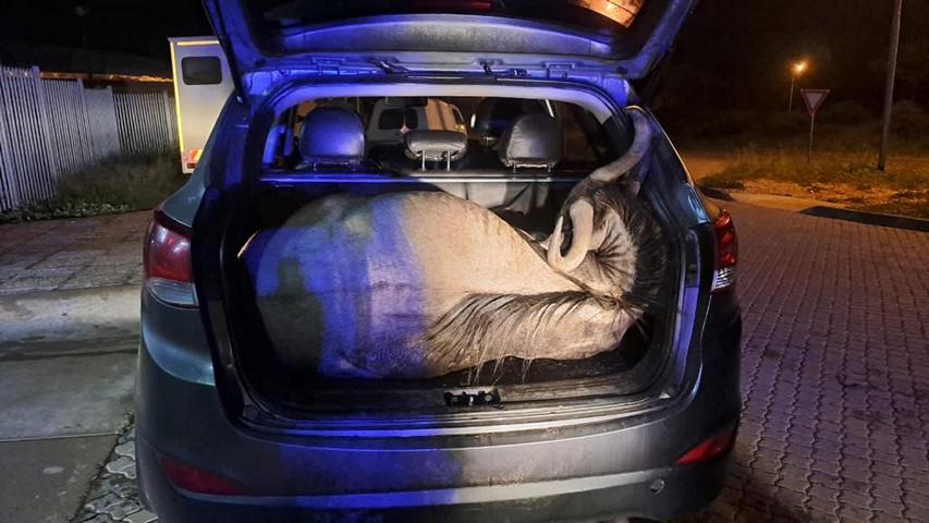 Das gewilderte Gnu wurde am Roadblock bei Daan Viljoen im Kofferraum eines Fahrzeuges entdeckt; © Contributed