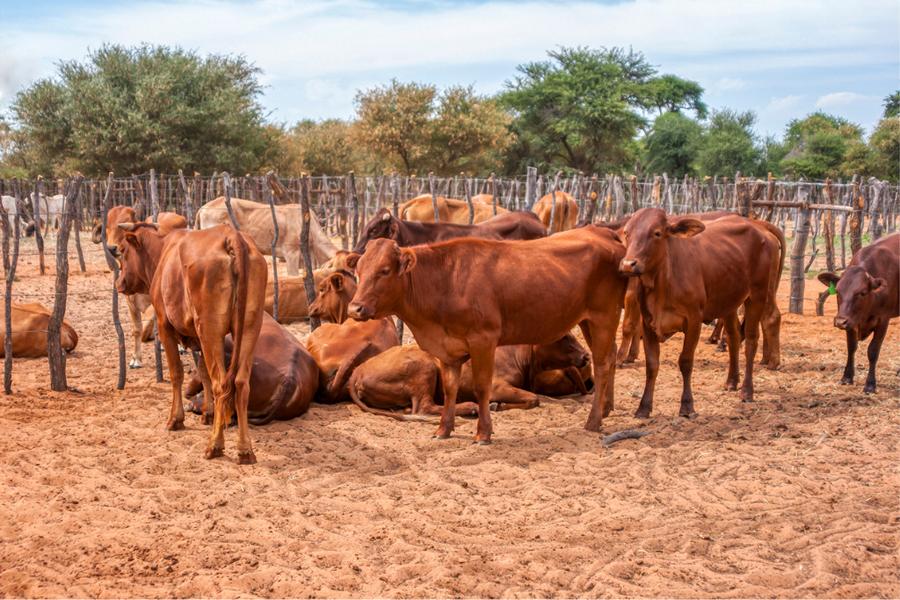 Rinder in Namibia; © pocobw/iStock