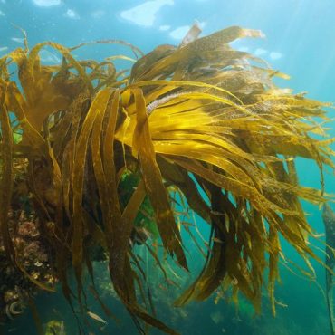 Abbaubare Algen (Symbolbild); © Damocean/iStock