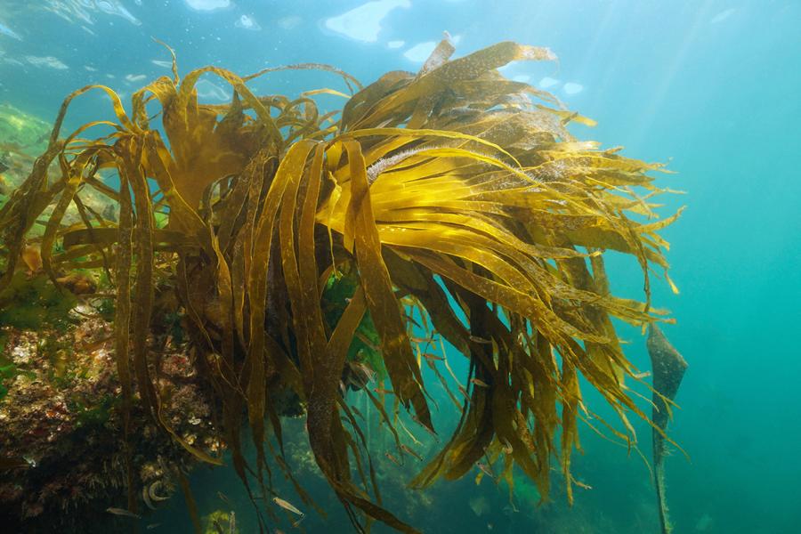 Abbaubare Algen (Symbolbild); © Damocean/iStock
