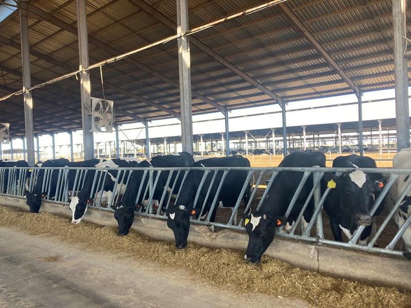 Milchkühe auf der !Aimab-Superfarm nahe Mariental; © Hitradio Namibia