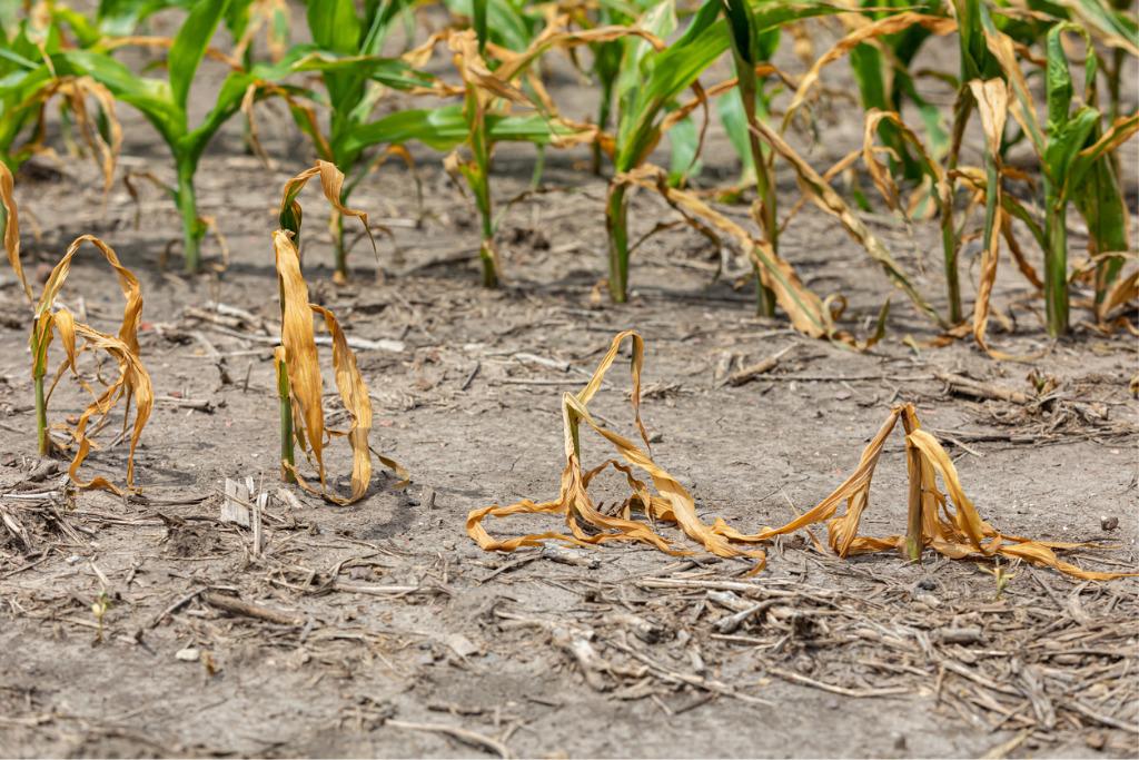 Unregelmäßige Niederschlagsmuster, gepaart mit langen Trockenperioden, haben die landwirtschaftliche Produktion in dieser Saison stark beeinträchtigt; © JJ Gouin/IStock