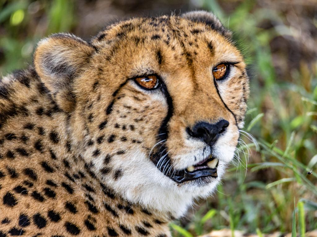 Ein Gepard in Namibia (Archivaufnahme); © Andreas Kestel/iStock