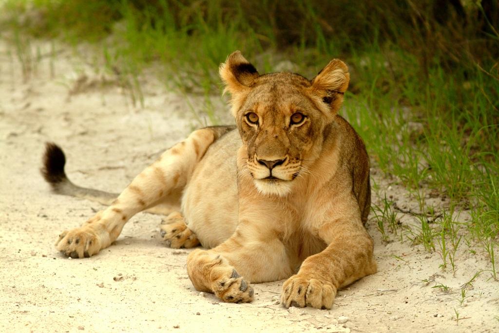 Ein Löwenweibchen in Namibia; © 2kStudio/iStock