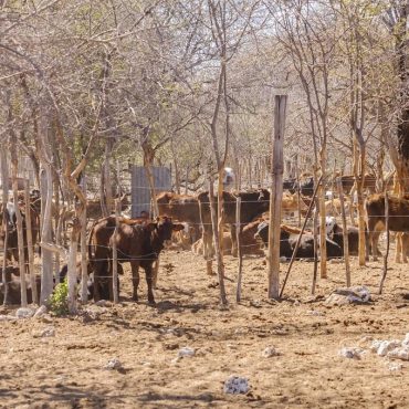 Laut Landwirtschaftsminister Calle Schlettwein ist die Rinderzucht der Schlüssel zum Wirtschaftswachstum in Namibia; © Stephen Barnes/iStock