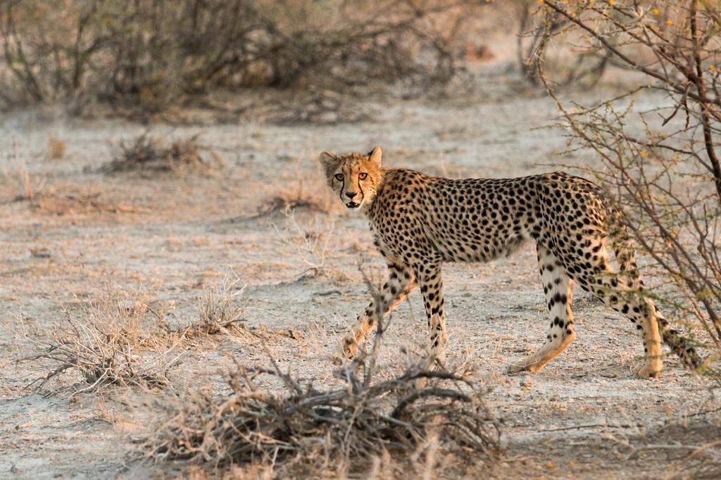 Ein Gepard im Etosha-Nationalpark; © Wirestock/iStock