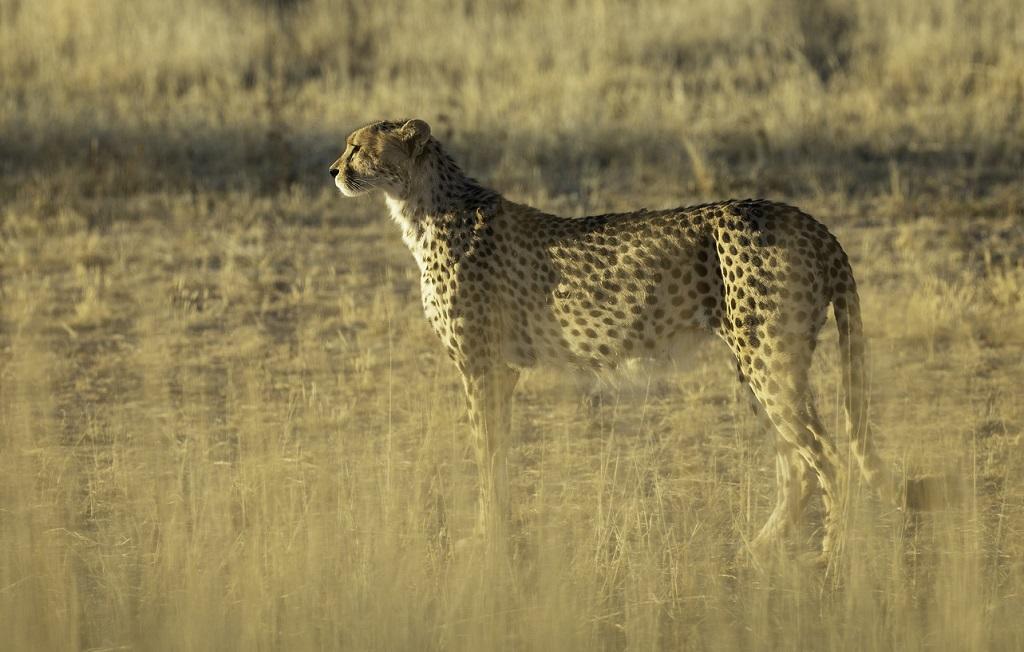 Ein Gepard im Etosha-Nationalpark; © Steve Adams/iStock