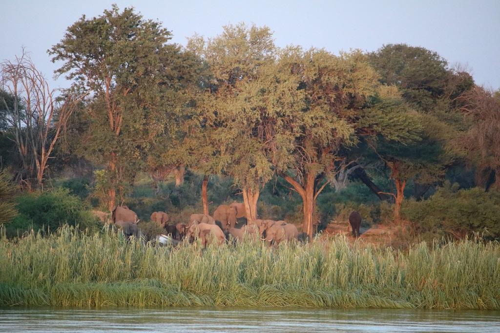 Elefanten in der Sambesi-Region (Archivaufnahme); © Clara Nila/iStock