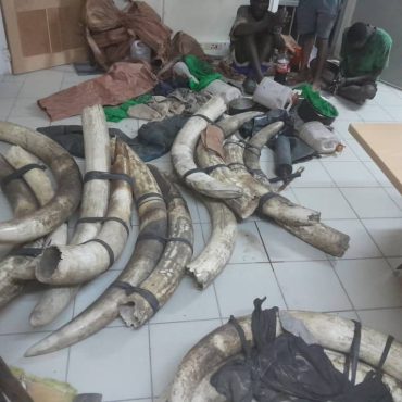 Konfiszierte Stoßzähne von Elefanten aus Botswana; © MEFT