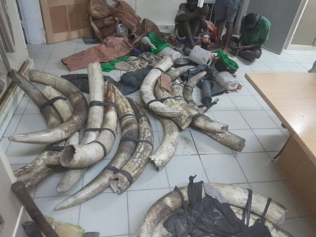 Konfiszierte Stoßzähne von Elefanten aus Botswana; © MEFT