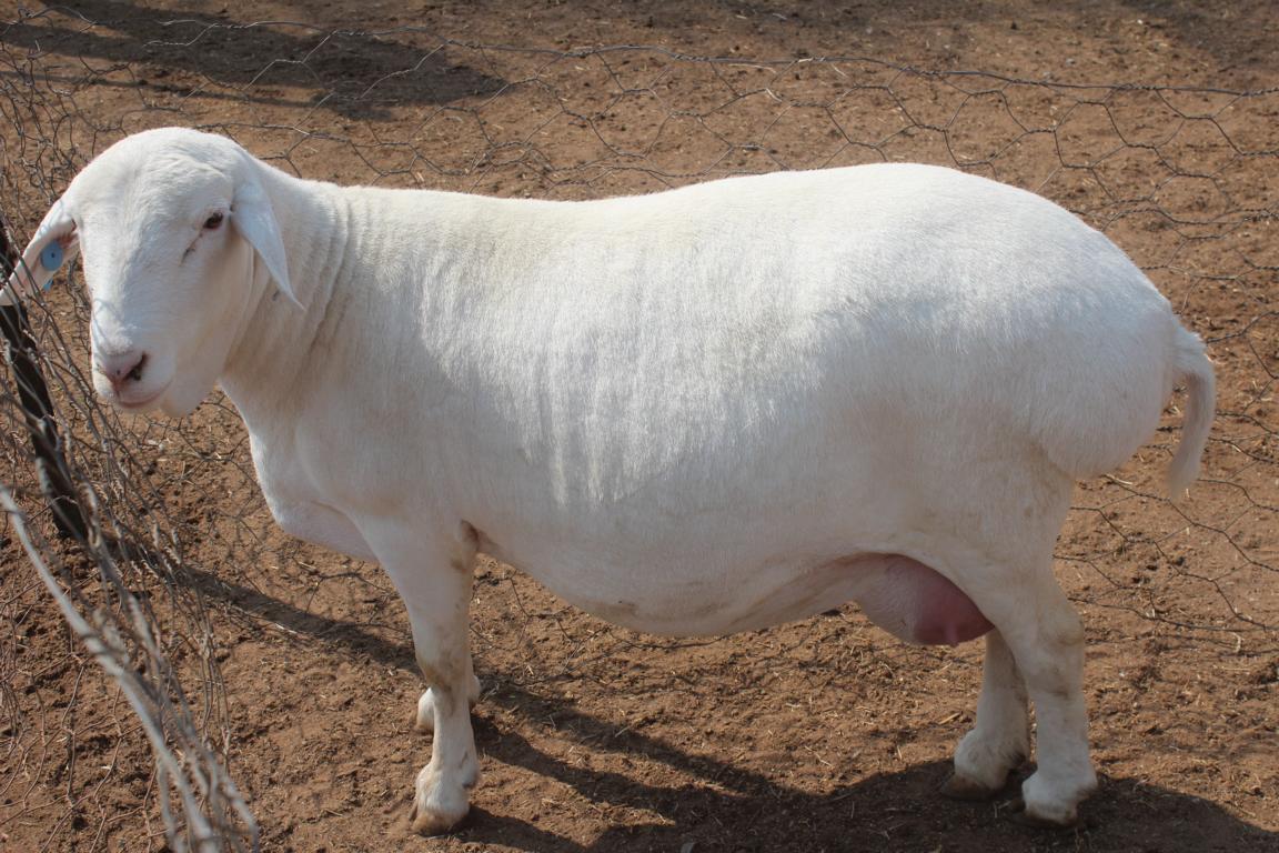 Die Vermarktung von Schafen nahm im Oktober 2023 deutlich zu; © Mulisa Simiyasa/Nampa