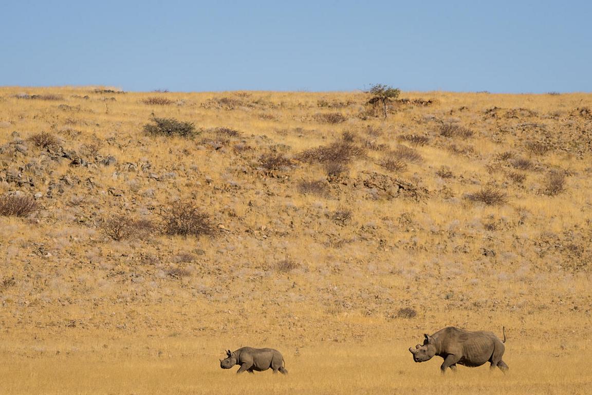 Zwei seltene, wüstenangepasste Nashörner im Nordwesten Namibia; © Marcus Westberg/WWF-US