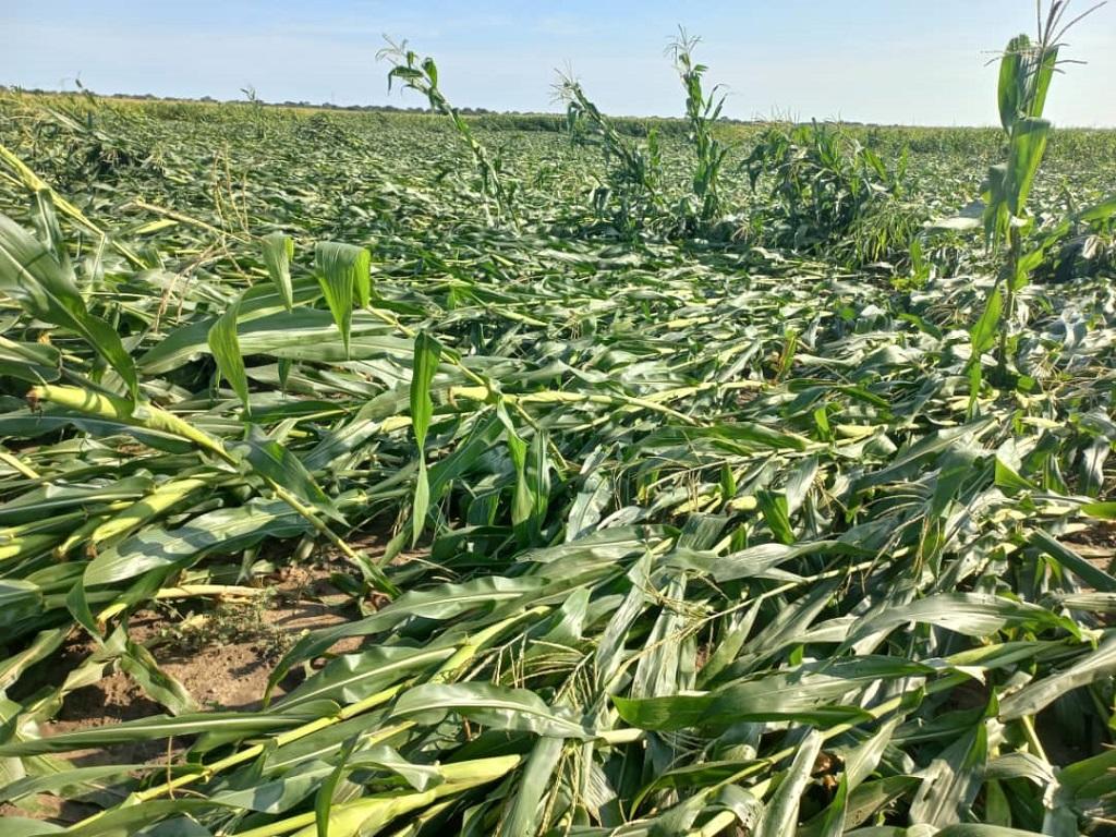 Die Wetterextreme haben mehr als 160 Hektar Mais zerstört; © NCS