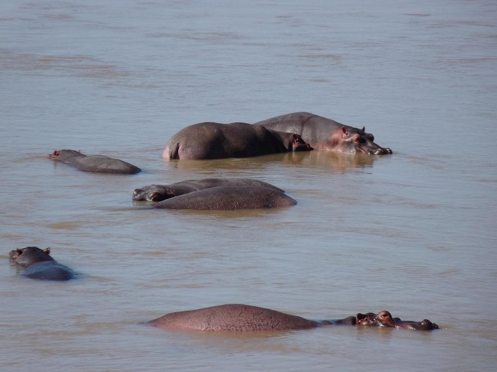 Hippo-Situation in der Sambesi-Region kein Grund zur Sorge