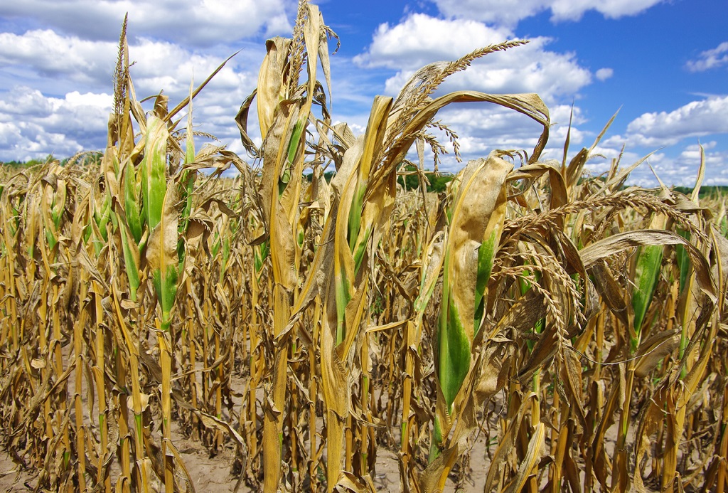 Dürrefolgen: Rückgang der Getreideernte um 50 % erwartet