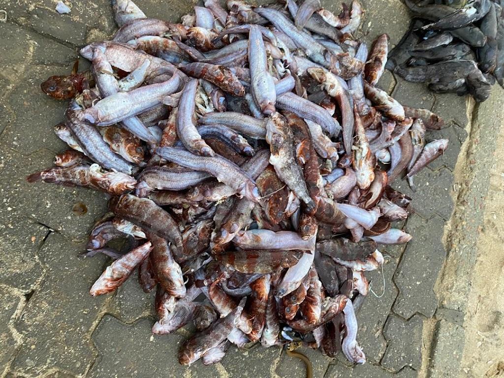 In Swakopmund werden durch die sogenannte “red tide” gerade vermehrt kleine Fische angespült; © MFMR