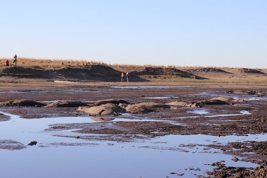 In einem Schlammtümpel im Wahlkreis sind aktuell rund 135 Flusspferde gestrandet; © MEFT